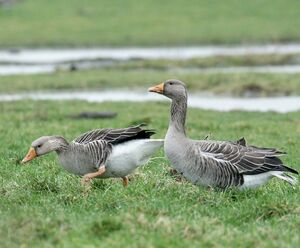 Greylag Goose 
&copy; Daniel Pernet