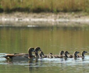 Egyptian Goose