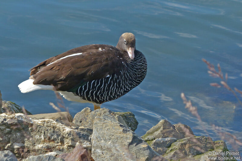 Kelp Goose female adult, walking
