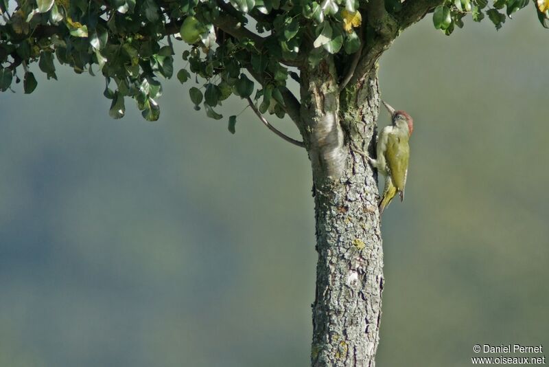 European Green Woodpecker female adult, identification
