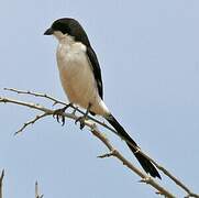 Long-tailed Fiscal