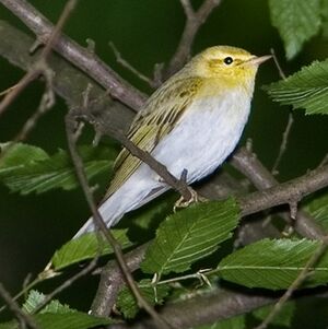 Wood Warbler