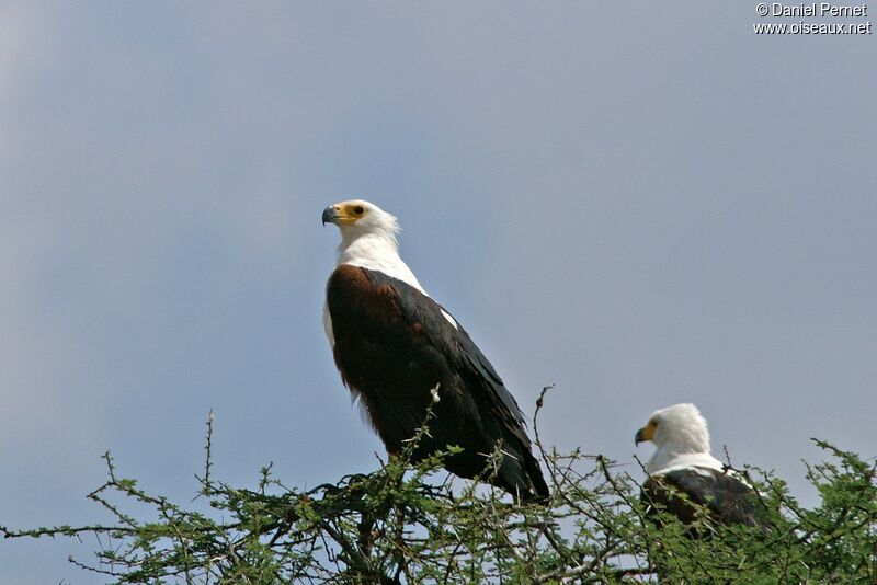 African Fish Eagle adult, identification