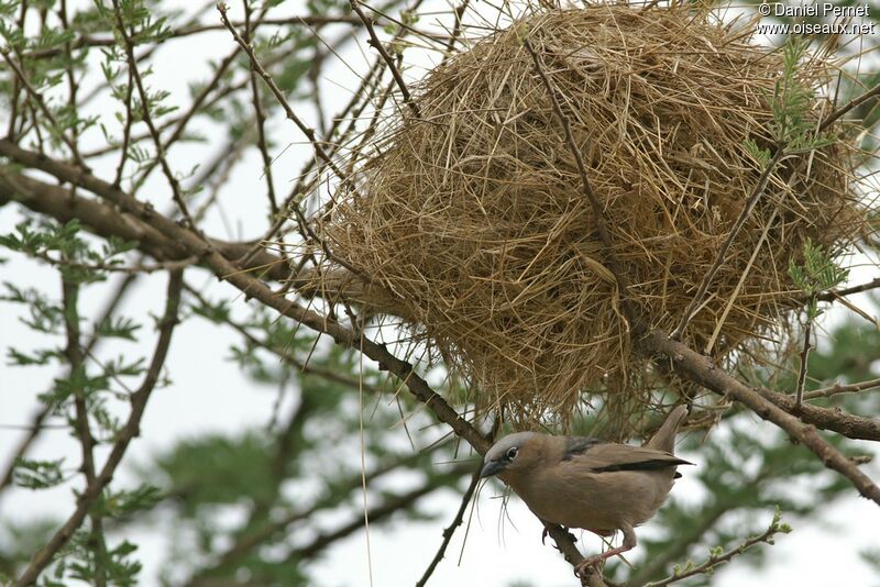 Grey-capped Social Weaveradult, identification, Reproduction-nesting