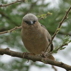 Grey-capped Social Weaver