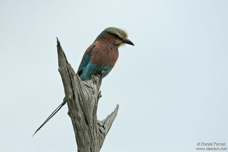 Lilac-breasted Rolleradult, identification