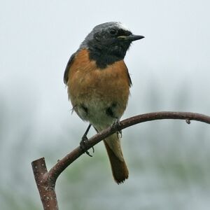 Common Redstart