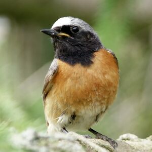 Common Redstart