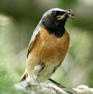 Common Redstart