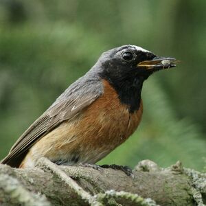 Common Redstart