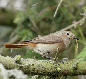 Common Redstart