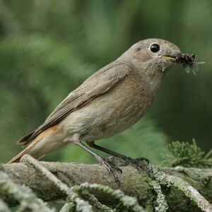 Common Redstart