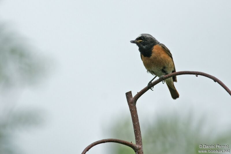 Common Redstart male adult, identification, Reproduction-nesting