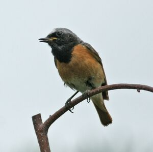 Common Redstart