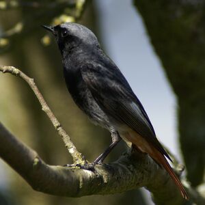 Black Redstart