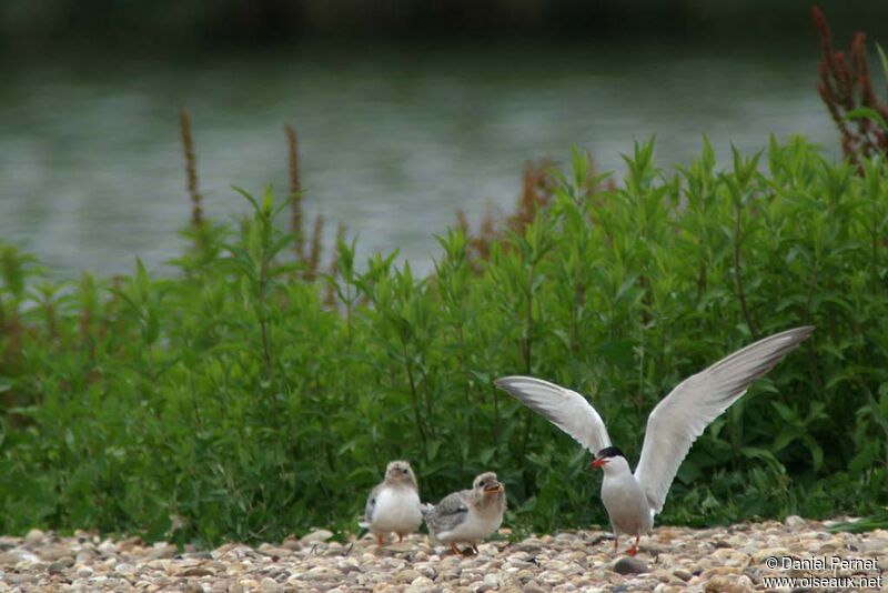 Common Tern, Reproduction-nesting