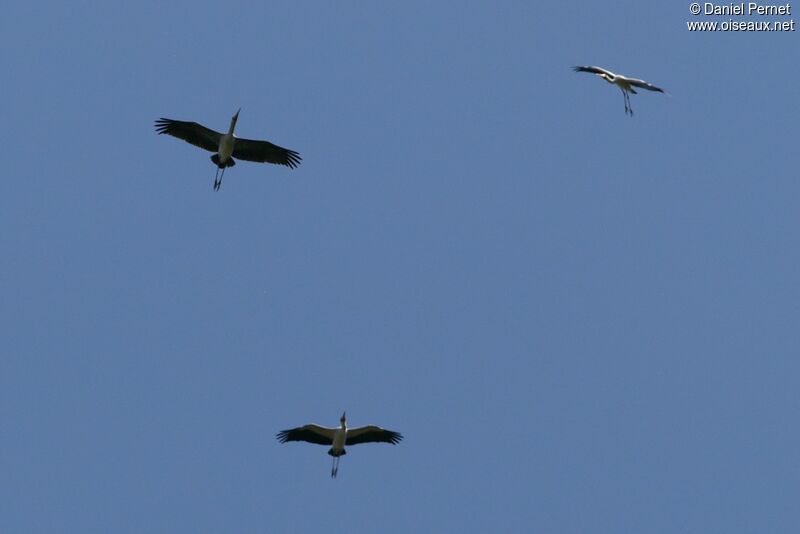 Yellow-billed Storkadult, Flight