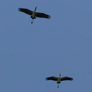 Tantale ibis