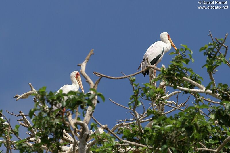 Yellow-billed Storkadult, Reproduction-nesting
