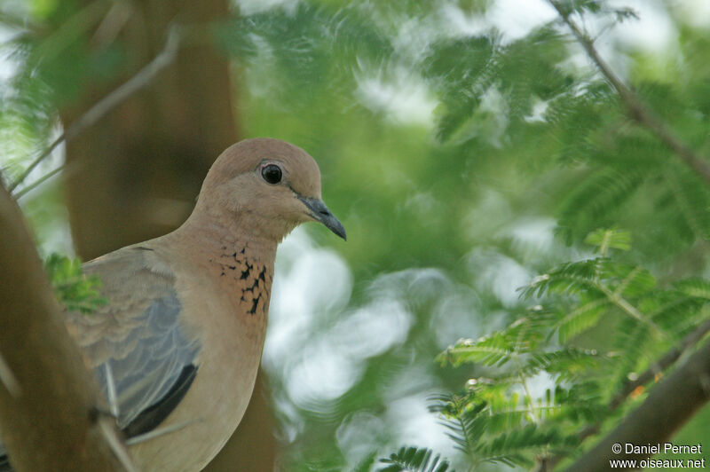 Laughing Doveadult, identification