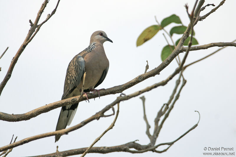 Spotted Doveadult, identification