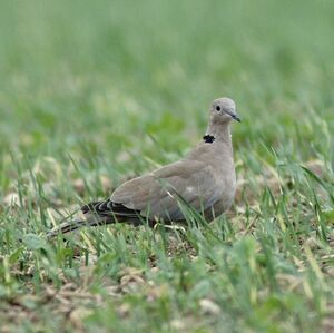 Eurasian Collared Dove 
&copy; Daniel Pernet