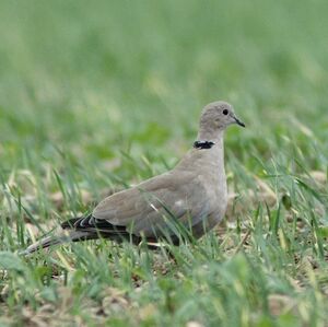 Eurasian Collared Dove 
&copy; Daniel Pernet