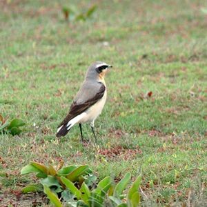 Northern Wheatear