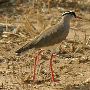 Crowned Lapwing