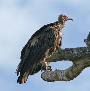 Hooded Vulture