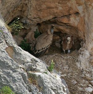 Griffon Vulture