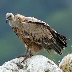 Griffon Vulture