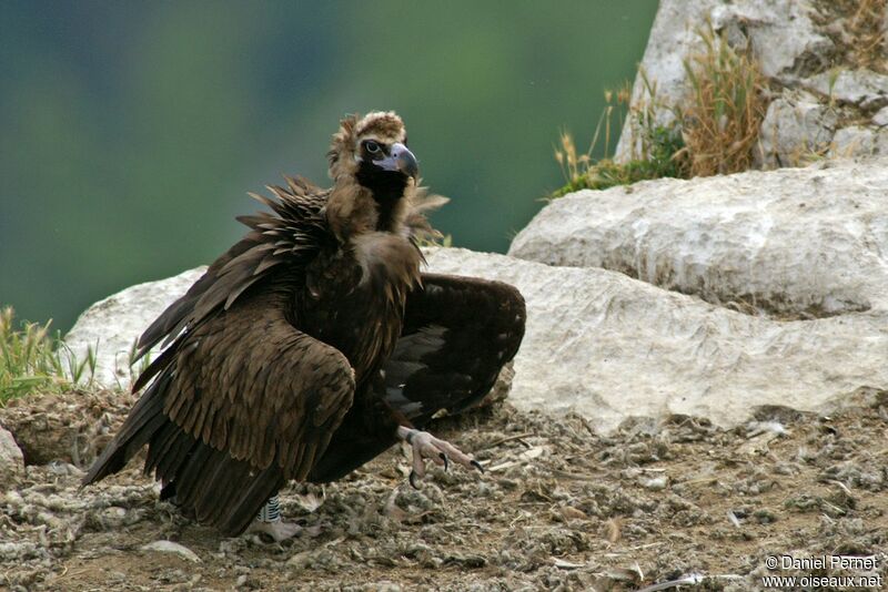 Cinereous Vultureadult, identification