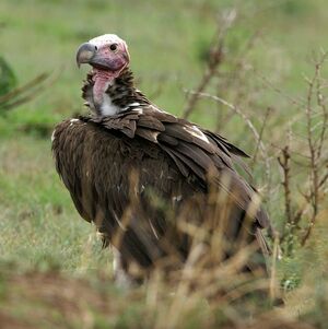 Lappet-faced Vulture