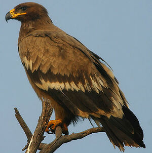 Aigle des steppes 
&copy; Dave Behrens