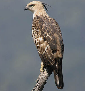 Changeable Hawk-Eagle