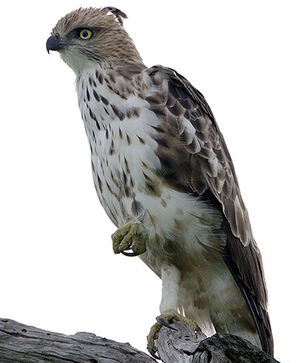 Changeable Hawk-Eagle
