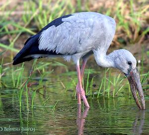Asian Openbill