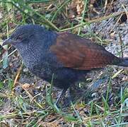 Ivory-billed Coucal