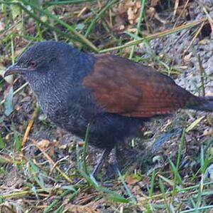 Coucal menébeki
