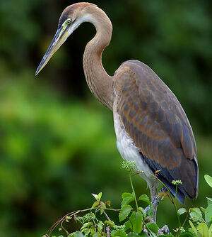Purple Heron