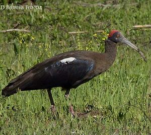 Red-naped Ibis