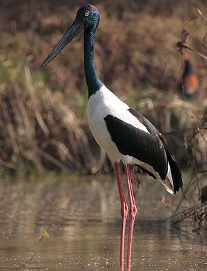 Black-necked Stork