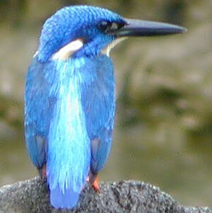 Blue-eared Kingfisher