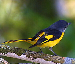 Minivet mandarin