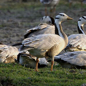 Bar-headed Goose