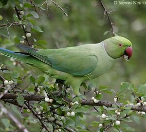 Rose-ringed Parakeet 
&copy; Dave Behrens