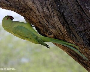 Rose-ringed Parakeet 
&copy; Dave Behrens