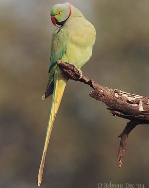 Rose-ringed Parakeet 
&copy; Dave Behrens