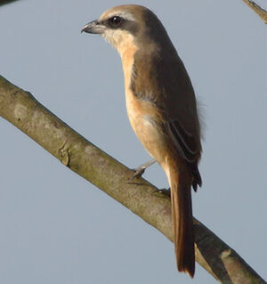 Pie-grièche brune